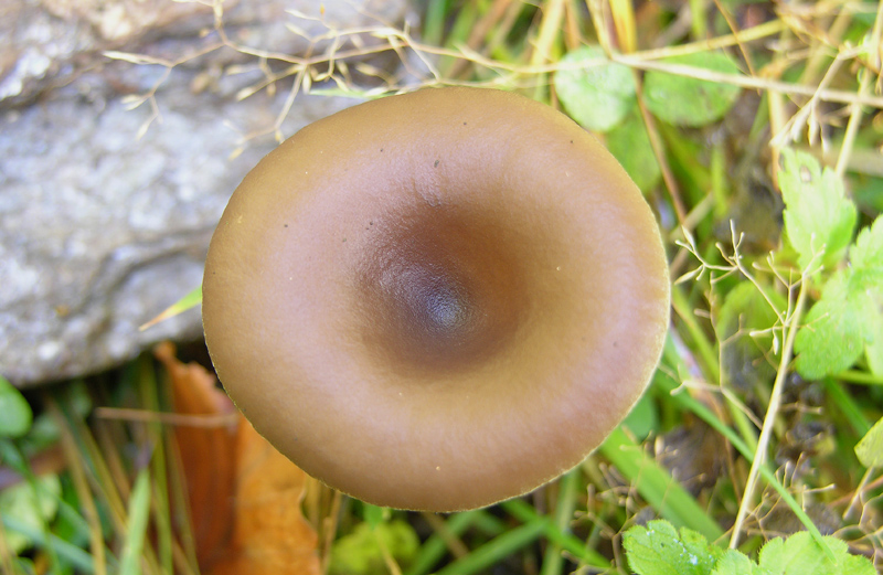 Quando le lamelle decorrono...